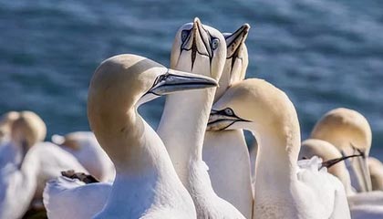 九游中国官网-高尔夫大师赛：中国球手首次跻身周末轮，高尔夫中国业余公开赛