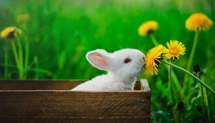 九游中国官网-高尔夫大师赛：中国球手首次跻身周末轮，高尔夫中国业余公开赛